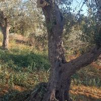 alberi d'ulivo