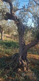 alberi d'ulivo