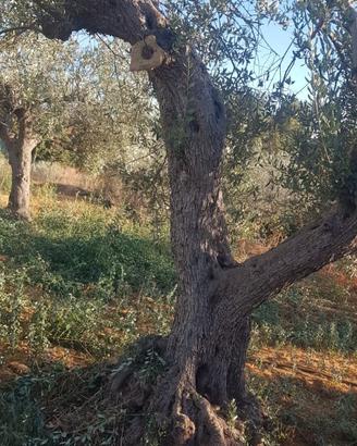 alberi d'ulivo