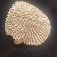 Corallo bianco per acquario tropicale