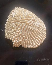 Corallo bianco per acquario tropicale