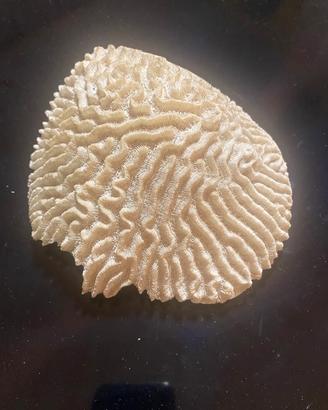 Corallo bianco per acquario tropicale