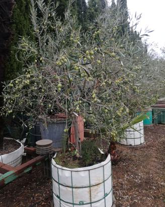 Piante varie