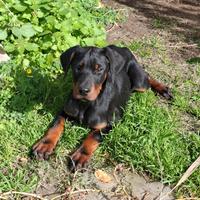 Cuccioli dobermann