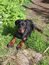 Cuccioli dobermann