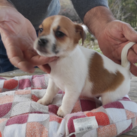 Splendidi cuccioli di Jack Russel