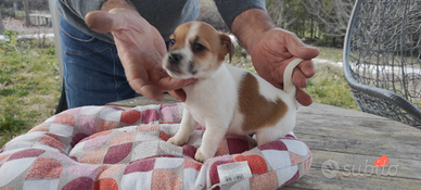Splendidi cuccioli di Jack Russel