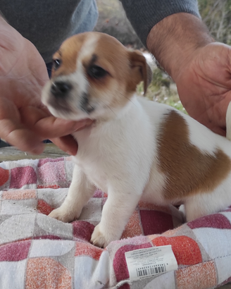 Splendidi cuccioli di Jack Russel