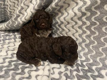 Lagotto romagnolo