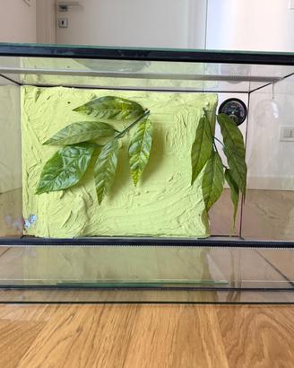 Terrario in vetro 60 × 40 × 40 cm – €50