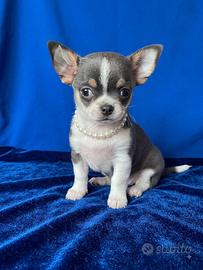 Chihuahua PEDIGREE ENCI - FCI