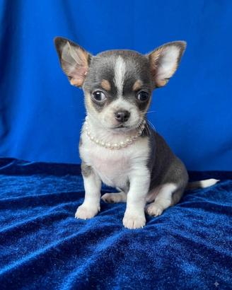 Chihuahua PEDIGREE ENCI - FCI