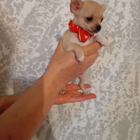 Chihuahua