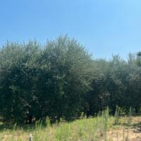 Piante di ulivo