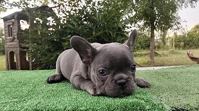 Cucciolo bulldog francese