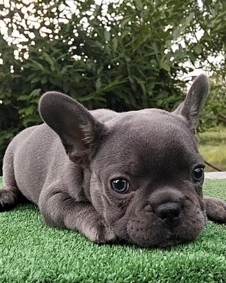 Cucciolo bulldog francese