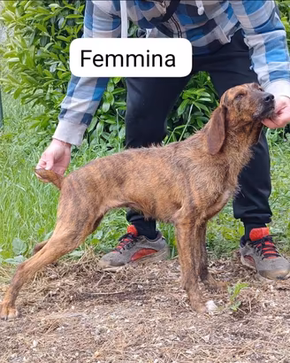 Segugia maremmana fortissima sul cinghiale