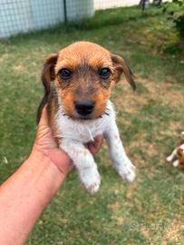 Vendita cuccioli jack russel
