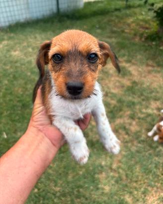 Vendita cuccioli jack russel