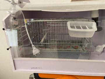 Camera calda uccelli cardellini canarini