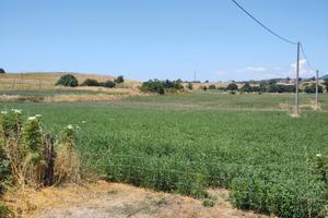 Terreno agricolo + capannone/fienile