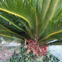 palma Cycas revoluta femmina di 25 anni