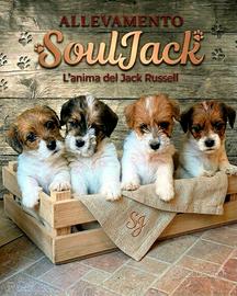 Cuccioli di Jack Russell Terrier broken ruvido