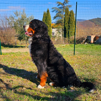 Maschio Bovaro del Bernese x accoppiamento