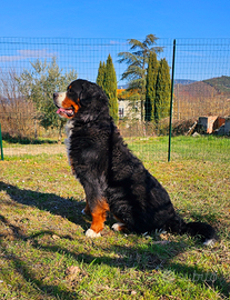 Maschio Bovaro del Bernese x accoppiamento