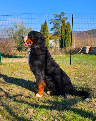 Maschio Bovaro del Bernese x accoppiamento