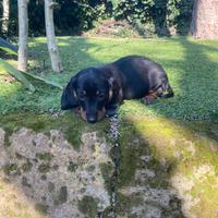 Maschietti di bassotto nano