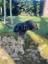 Maschietti di bassotto nano