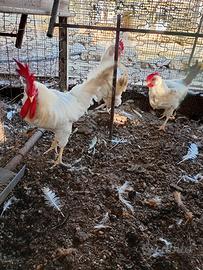 Galline con gallo livornesi