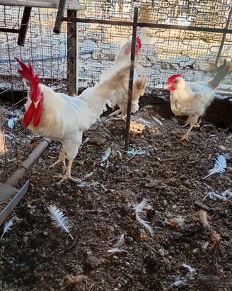 Galline con gallo livornesi