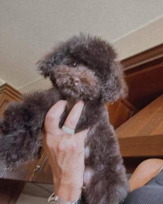 Barboncino cioccolato toy adulto