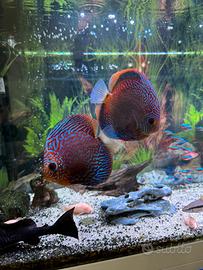 Acquario 180L Juwel Rio con Discus