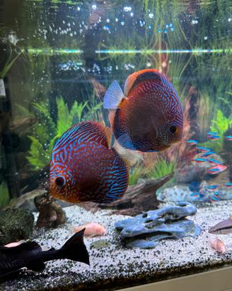 Acquario 180L Juwel Rio con Discus