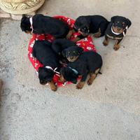 Cuccioli di Rottweiler selezionati con pedigree