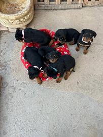 Cuccioli di Rottweiler selezionati con pedigree