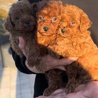 Barboncini toy red brown