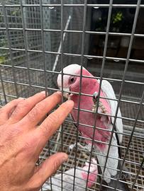 Coppia riproduttiva cacatua rosa