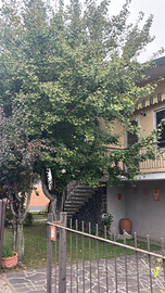 Villetta singola su 2 piani - Casalbuttano