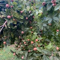 Nespole frutto antico
