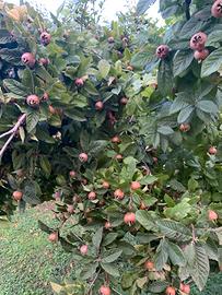 Nespole frutto antico