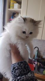 Persiano