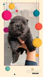 Chow chow