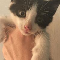 Gattino siamese