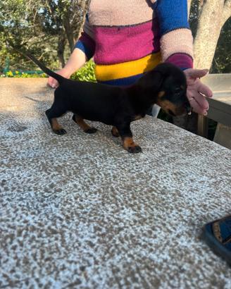 Bassotto nero focato