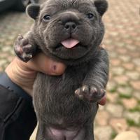 Cucciolo di bulldog francese