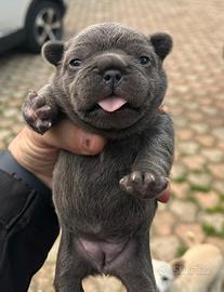 Cucciolo di bulldog francese